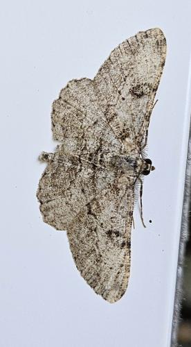 Réf. 324 219 : Peribatodes rhomboidaria